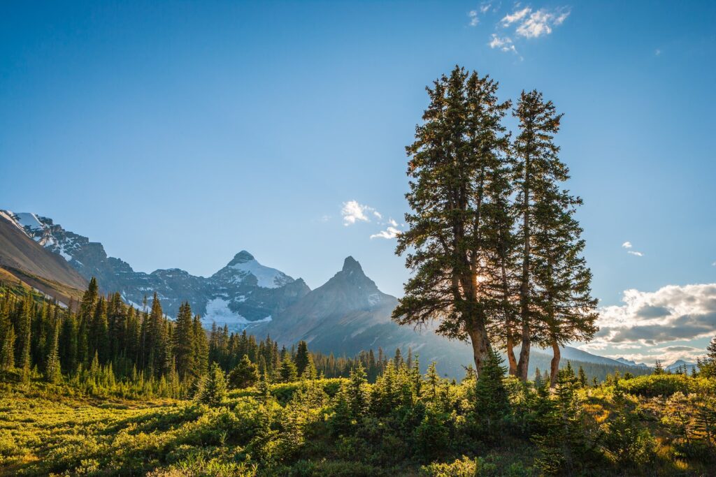 Jasper National Park, green trees near moutain, Top 10 Best Places To Visit In Canada